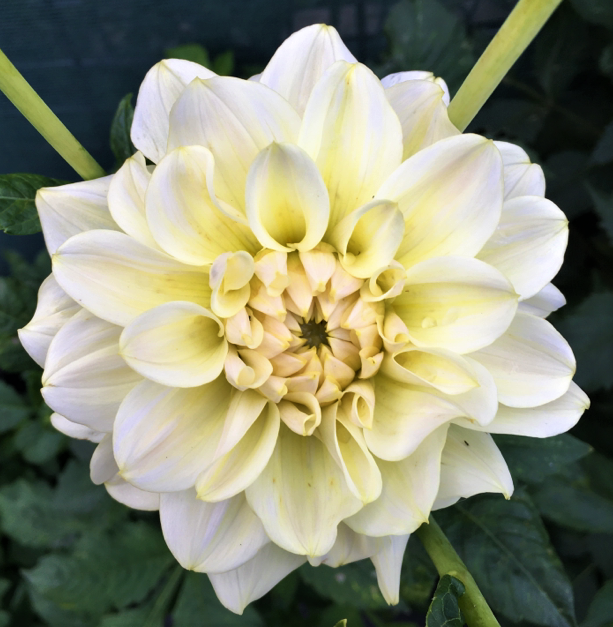 Dahlia Caramel Antique